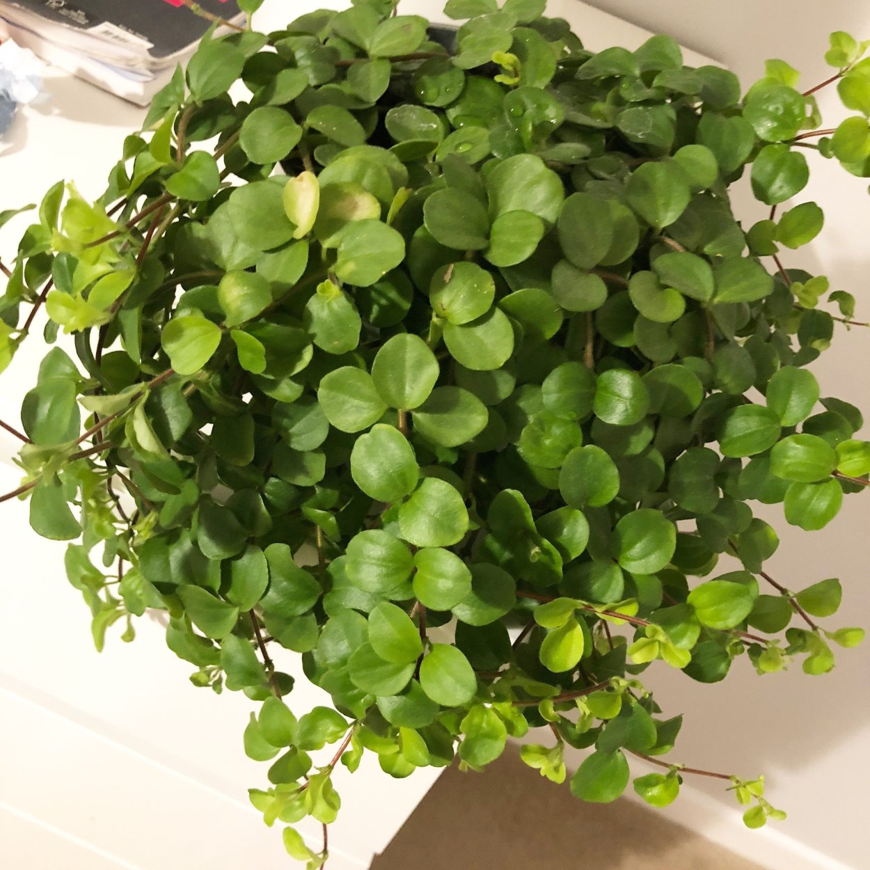 Пеперомия Ротундифолия