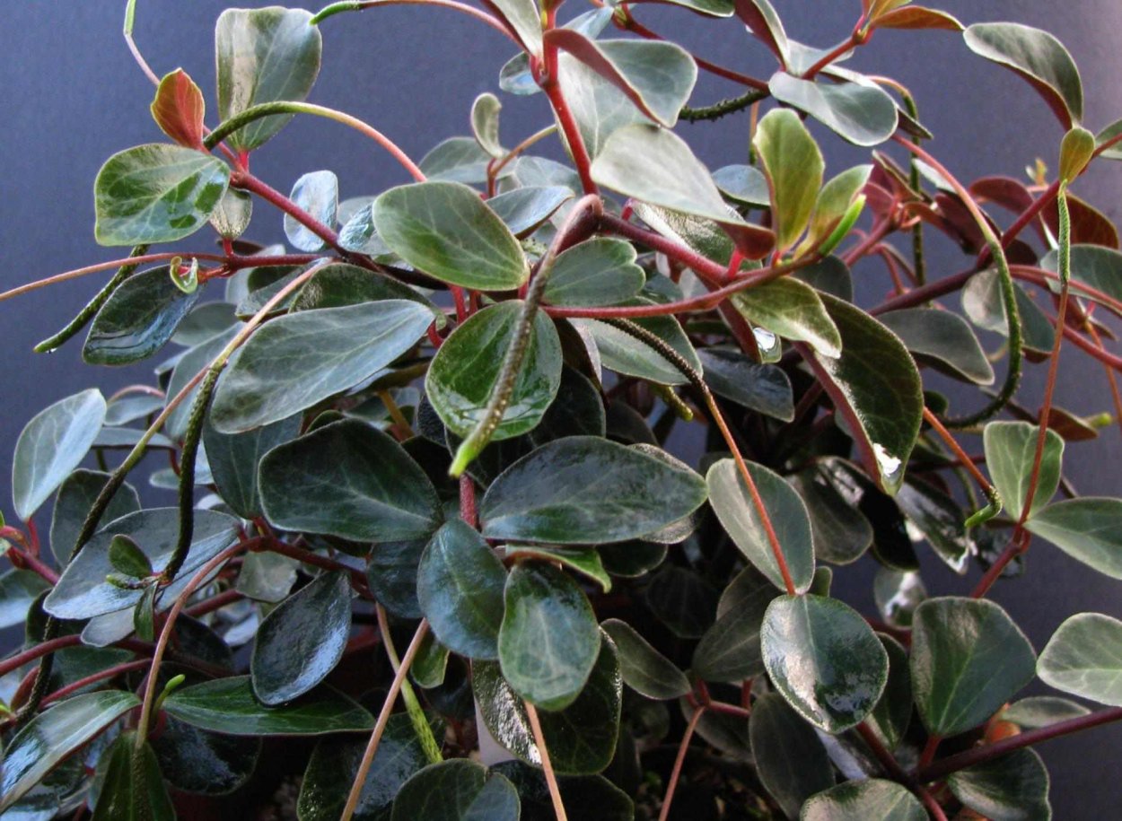 Пеперомия prostrata