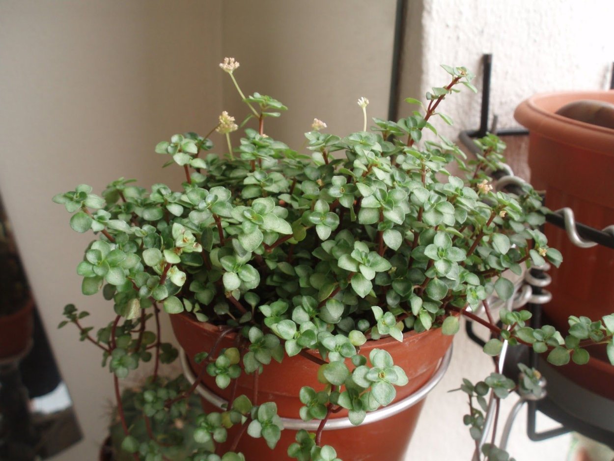 Традесканция каллизия