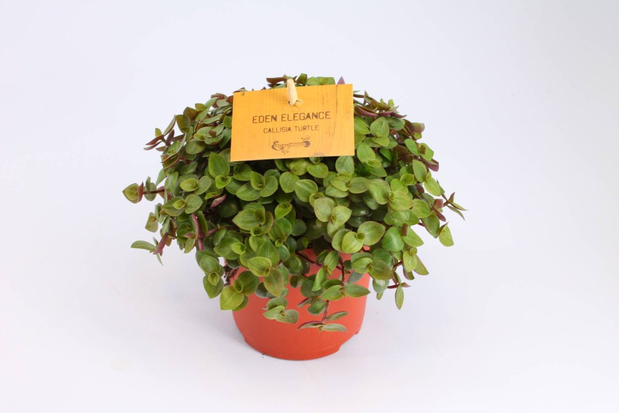 Вьюн Пеперомия пестрая