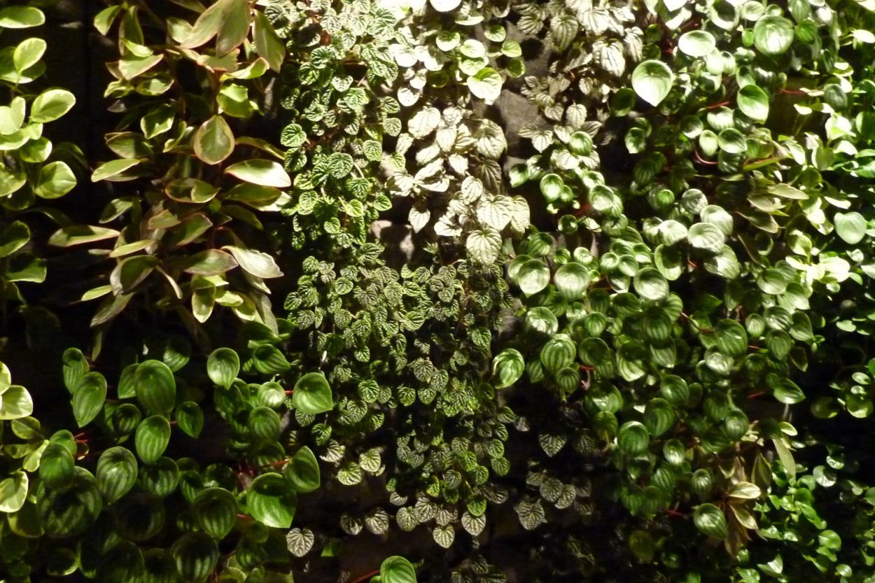 Пеперомия лазающая