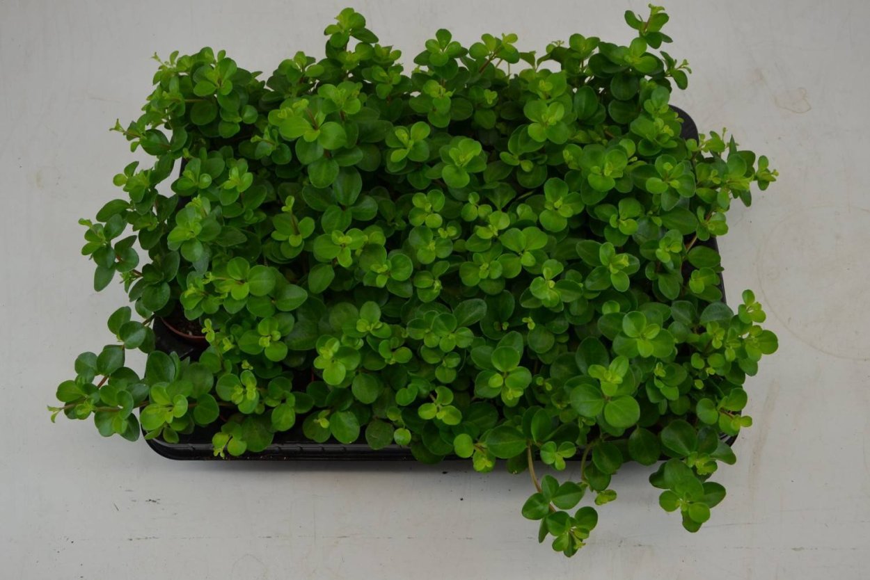 Пеперомия круглолистная