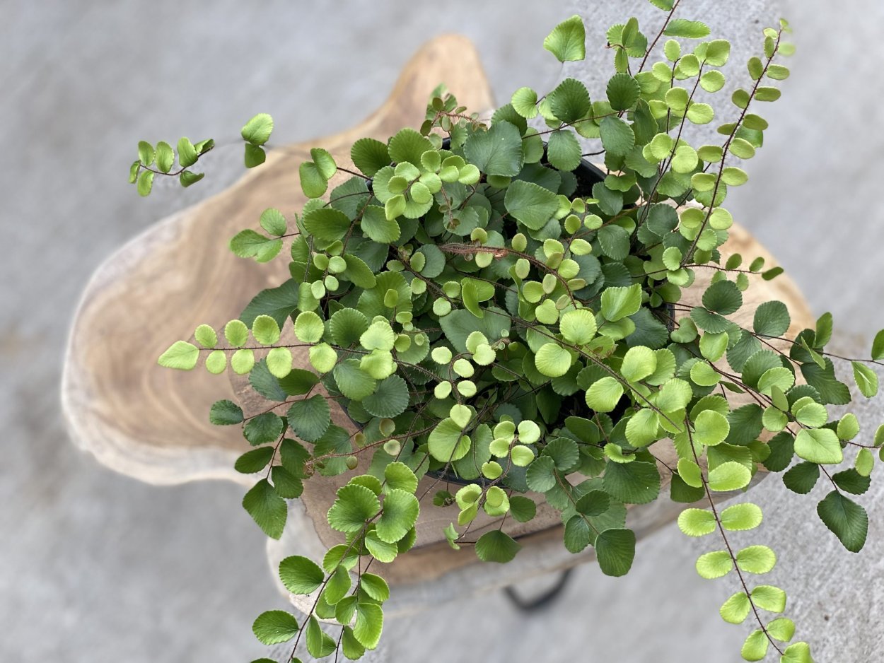 Пеперомия deppeana