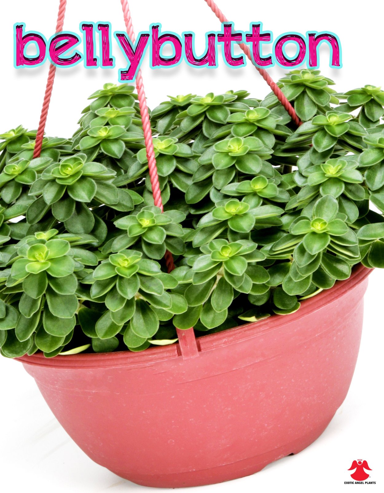 Пеперомия мелколистная ампельная