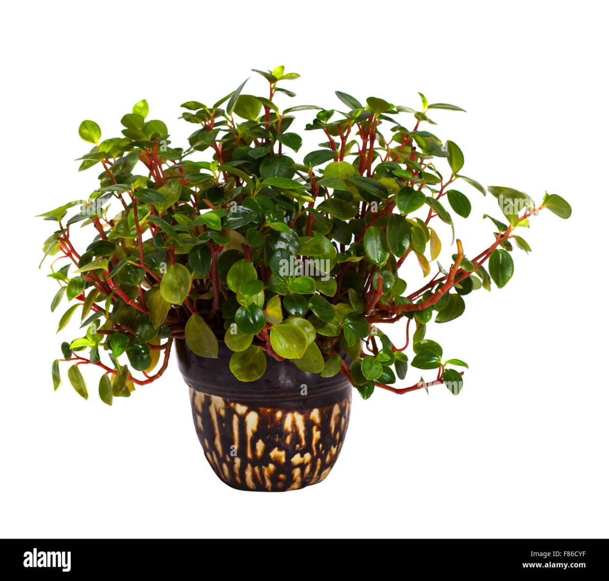 Пеперомия круглолистная