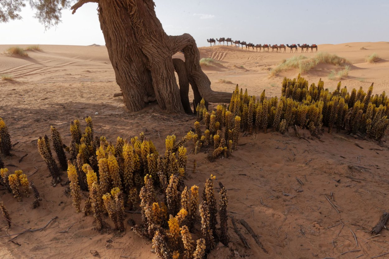 Саксаул растение пустыни