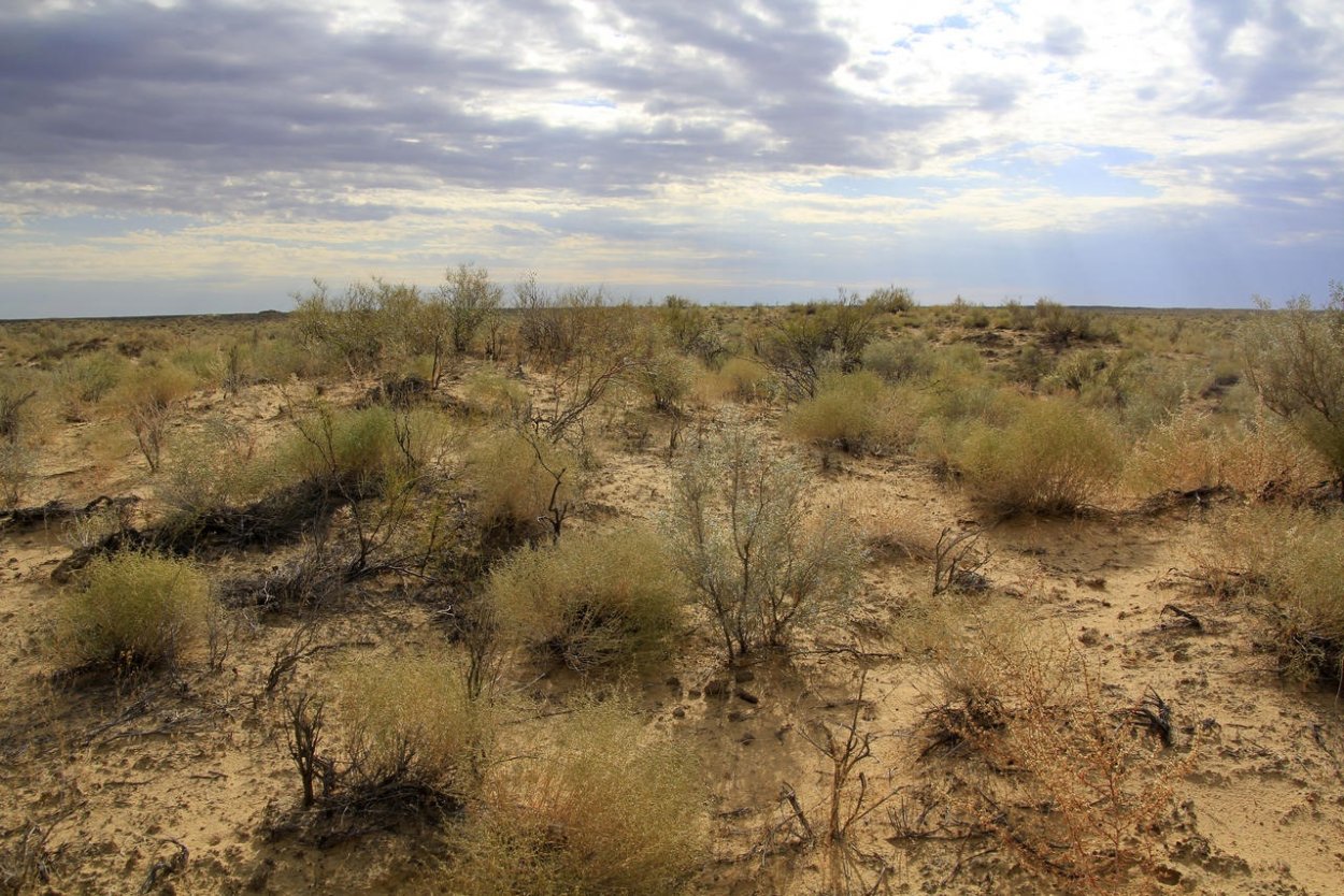 Пустыне Туркменистане саксаул