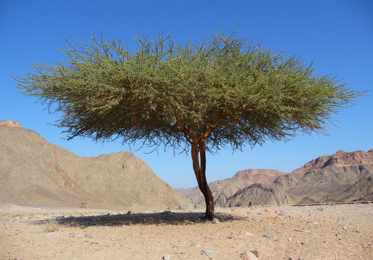 Песчаная Акация в пустыне России