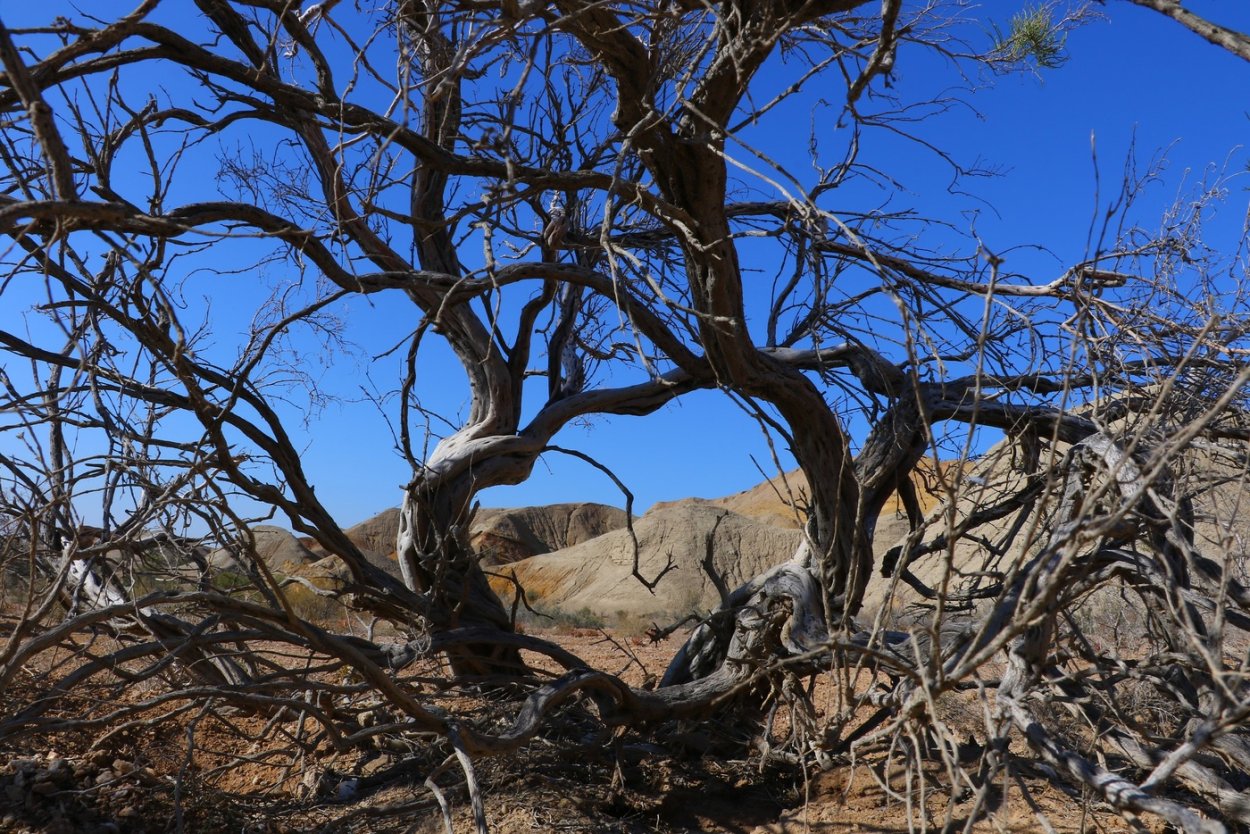Саксаул, джузгун, эфедра, солянка, Полынь