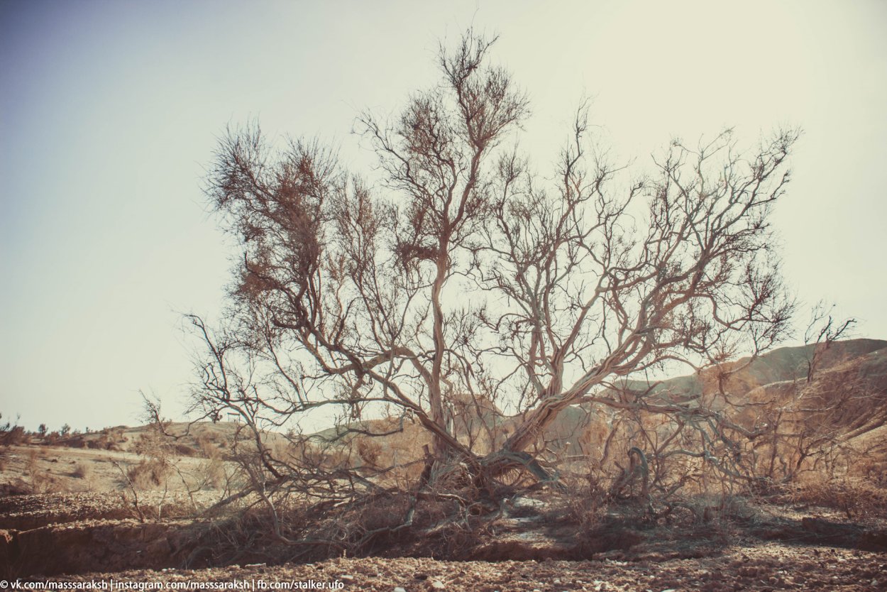 Дерево ситтим Акация