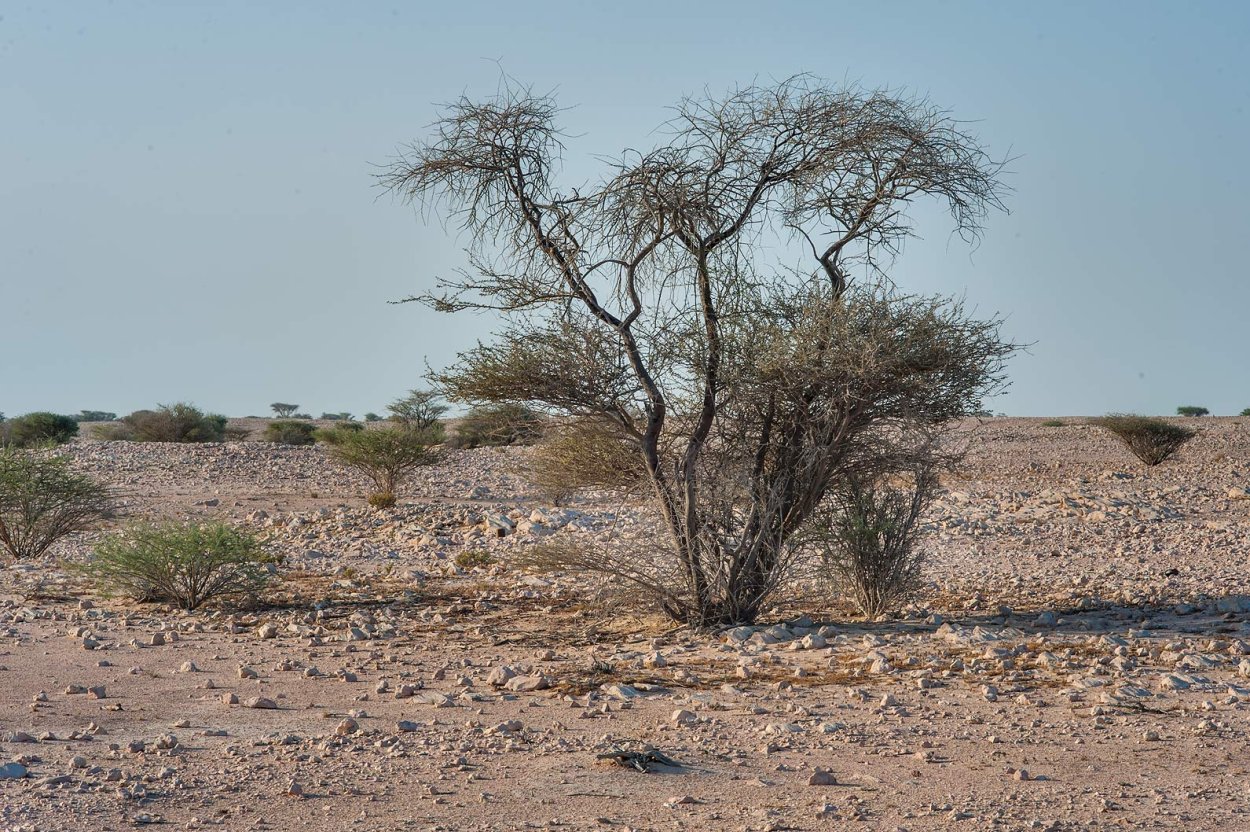 Селин растение пустыни