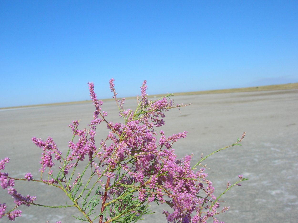 Саксаул белый дерево