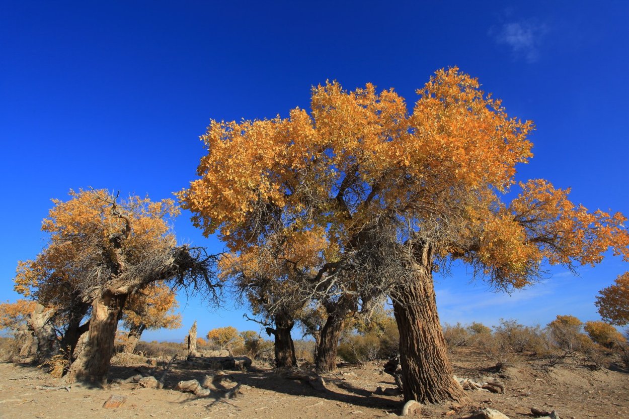 Баобаб саксаул