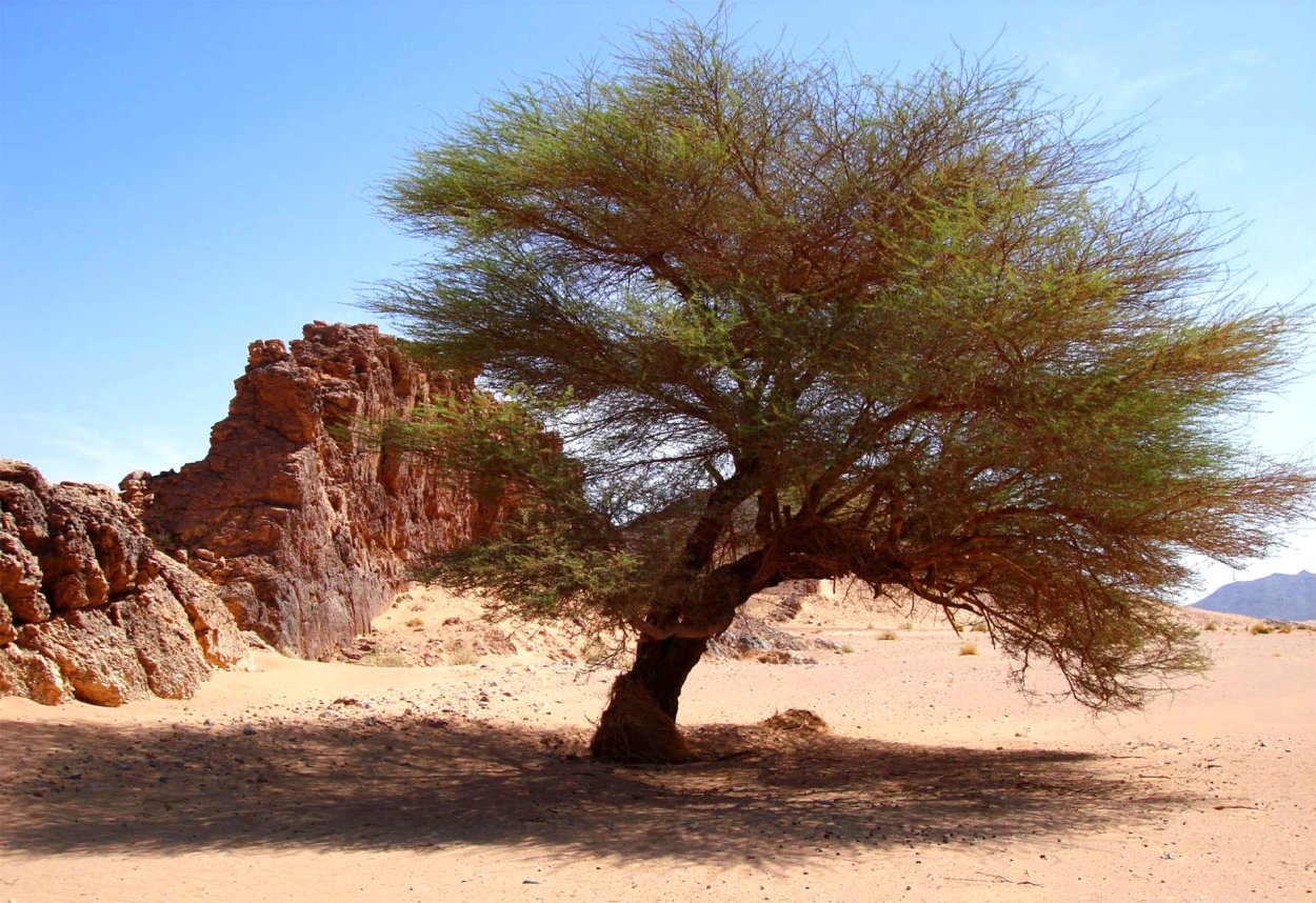 САКСАУЛОВЫЙ лес