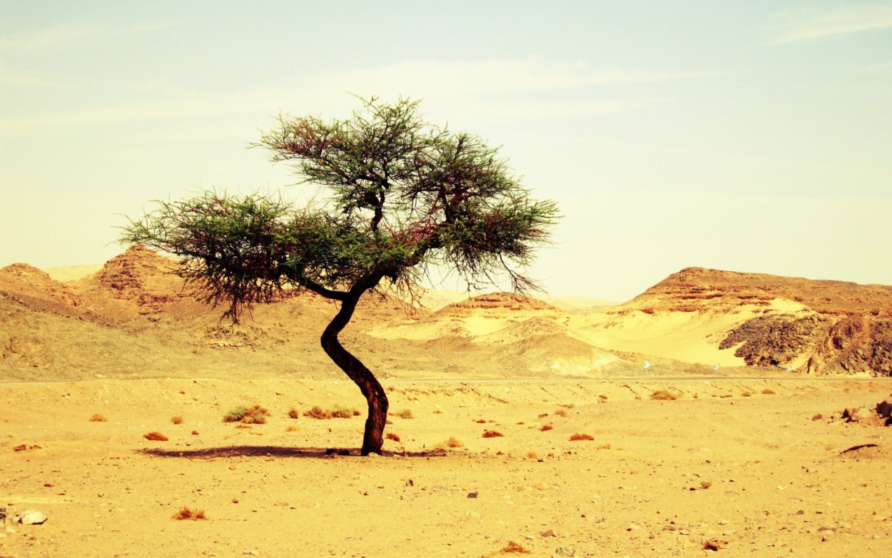 Пустынное дерево саксаул