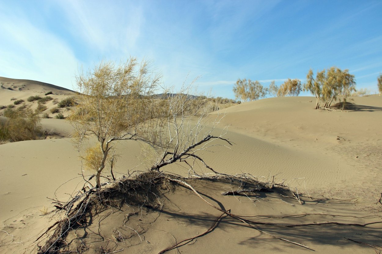 Саксаул белый (Haloxylon persicum)