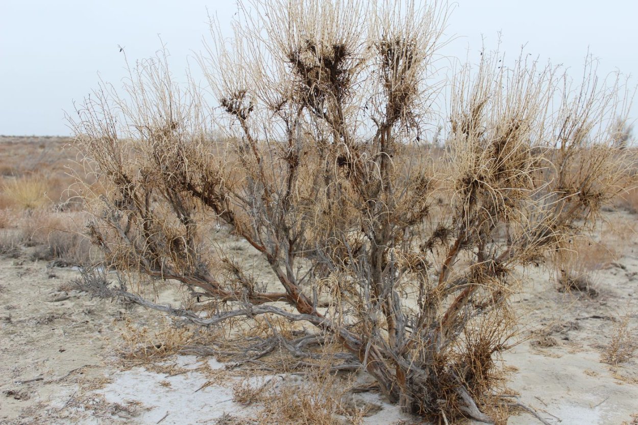 Саксаул Зайсанский