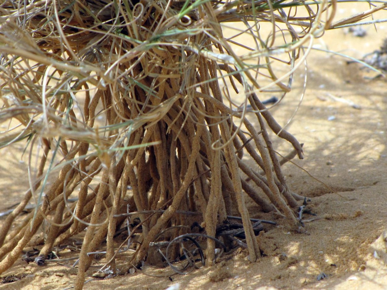 Песчаная Акация в пустыне России