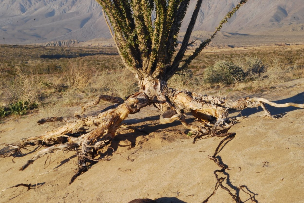 Саксаул ксерофит