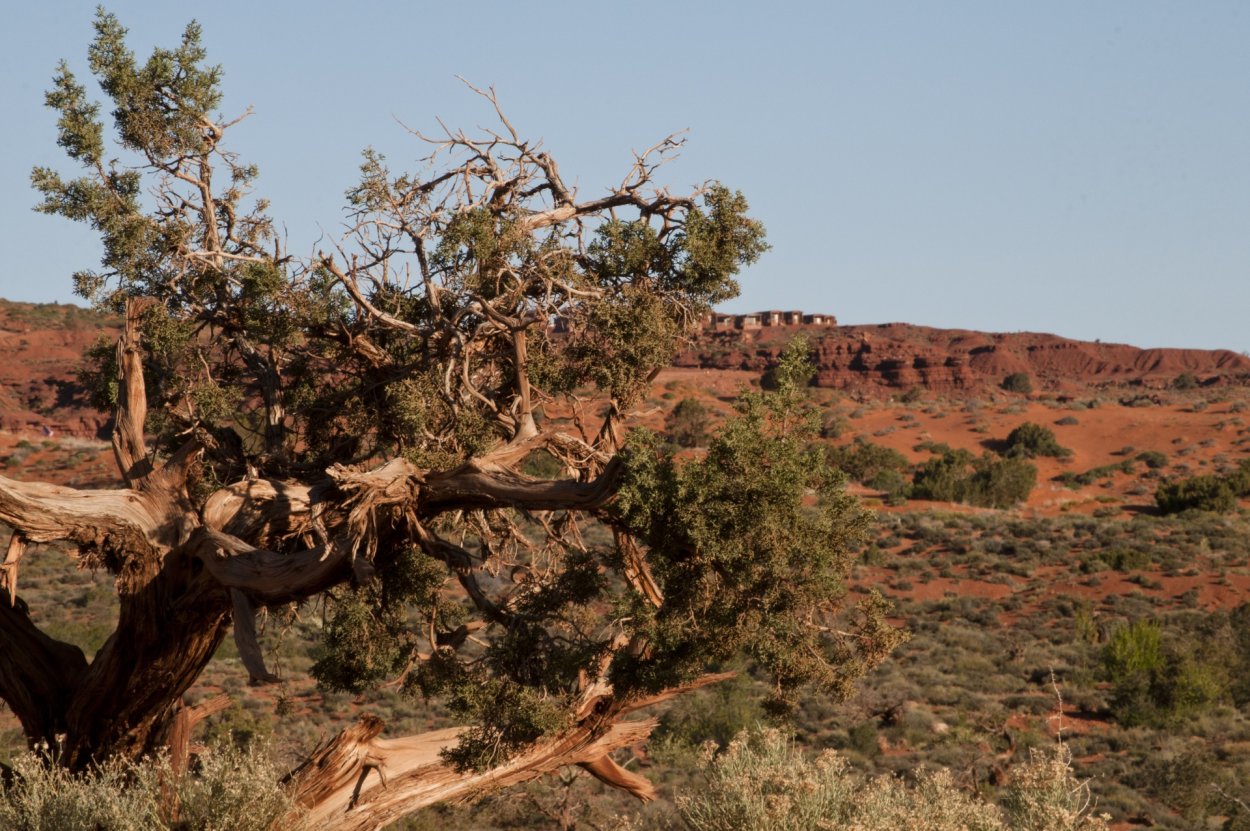 Саксаул пустыни Каракум