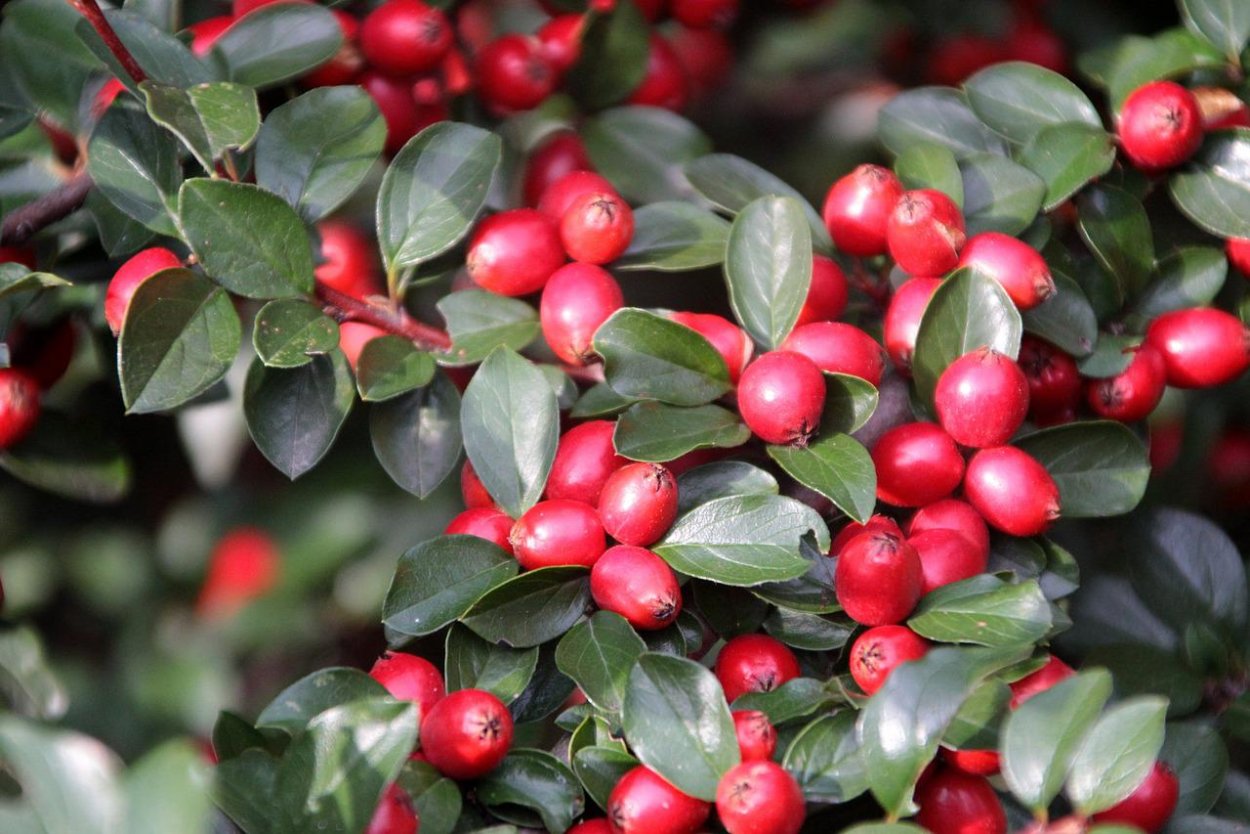 Лиана с красными ягодами