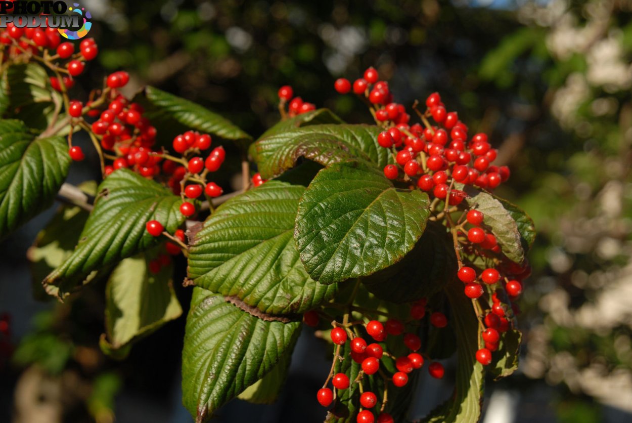 Съедобные красные ягоды