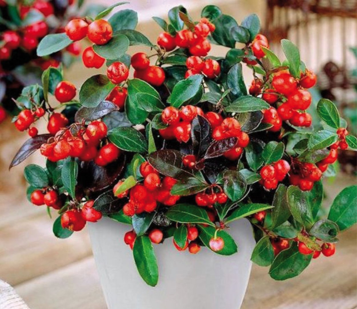 Лимонник китайский