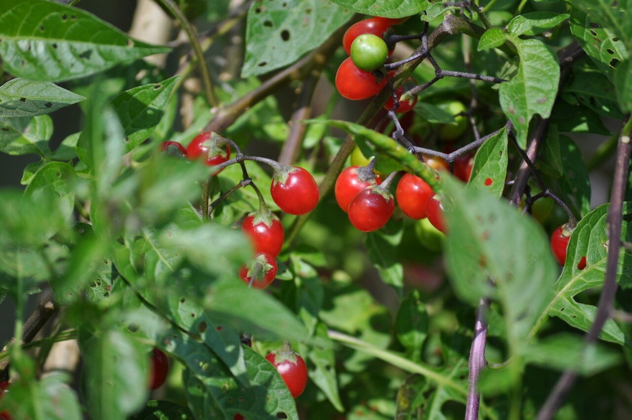 Паслён сладко-Горький