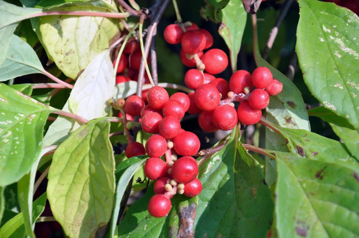 Лимонник Дальневосточный