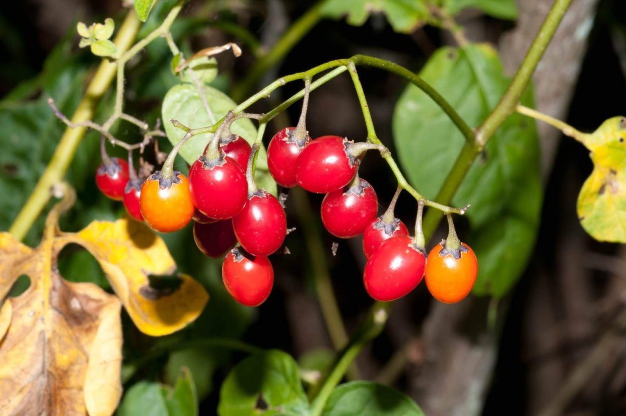 Паслён сладко-Горький