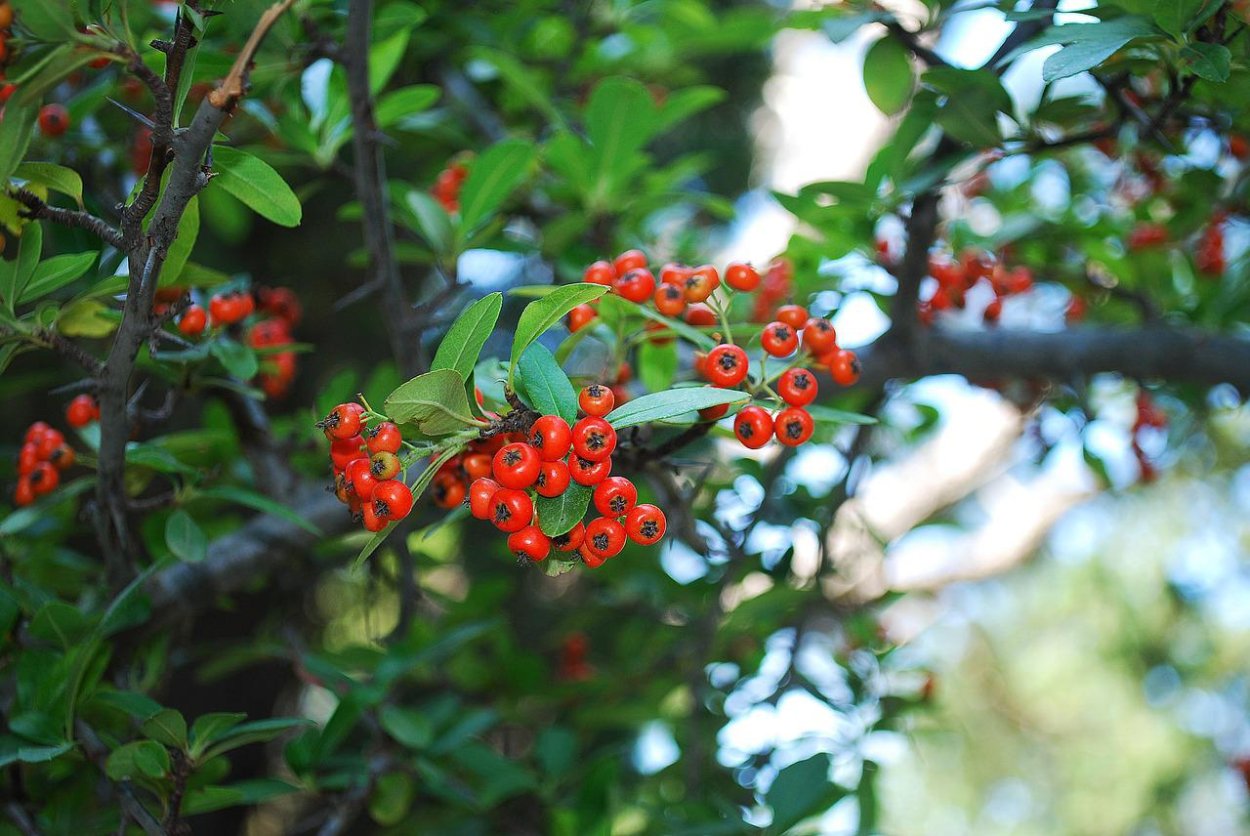 Гаультерия лежачая Биг Берри