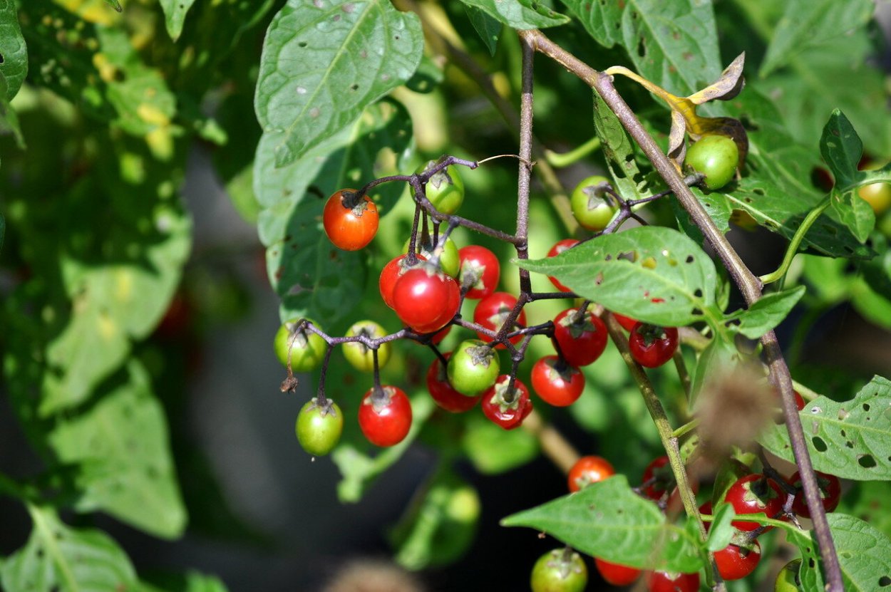 Паслён Сараха