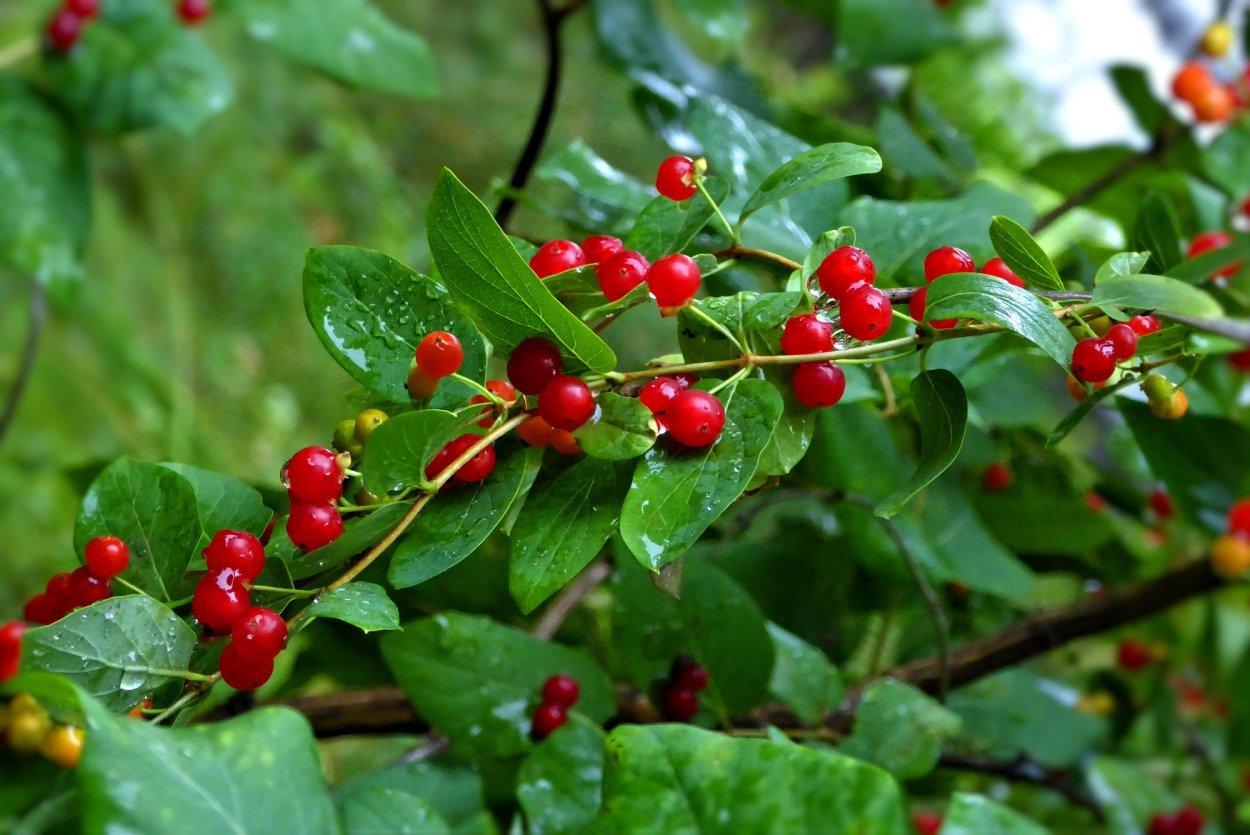 Жимолость Лесная Лиана