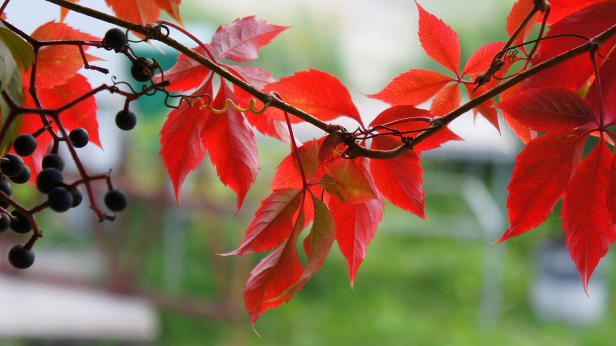 Осенние ягоды