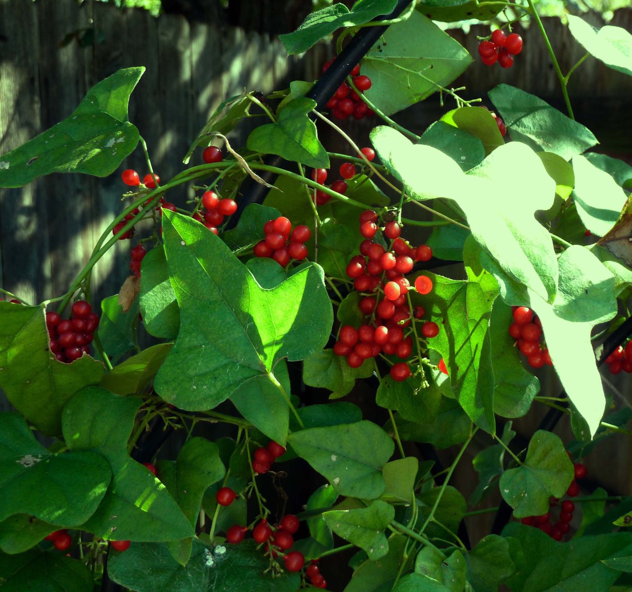 Луносемянник канадский