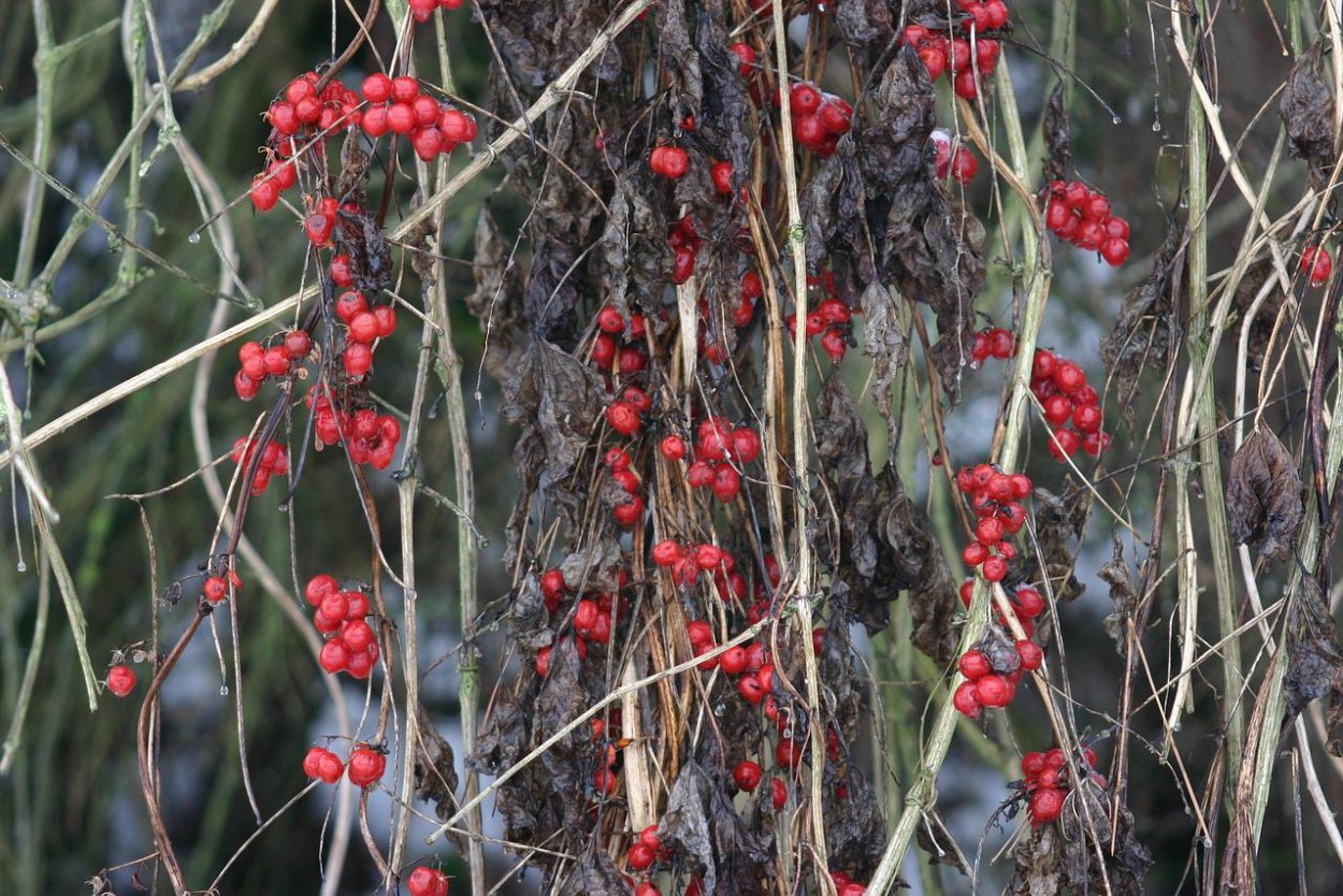 Колючая Лиана с красными ягодами в горных