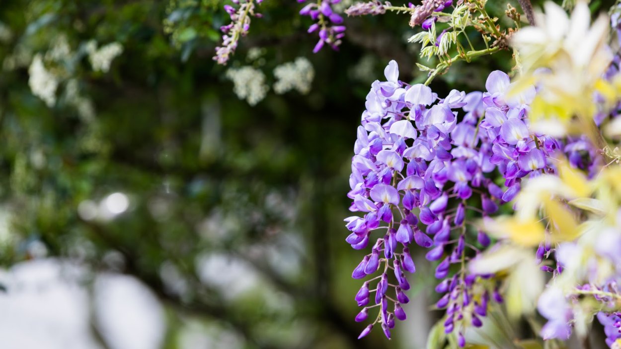 Глициния Вистерия Лиана