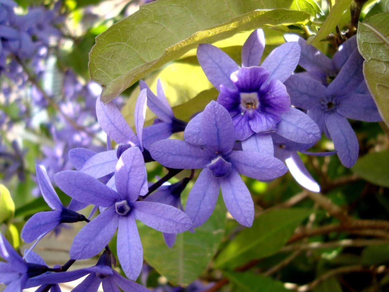 Петрея вьющаяся