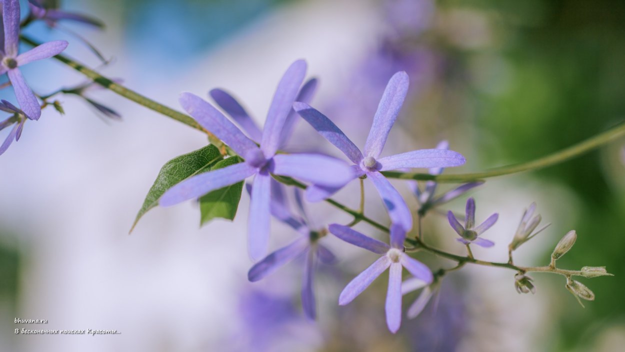 Паучник цветок фото