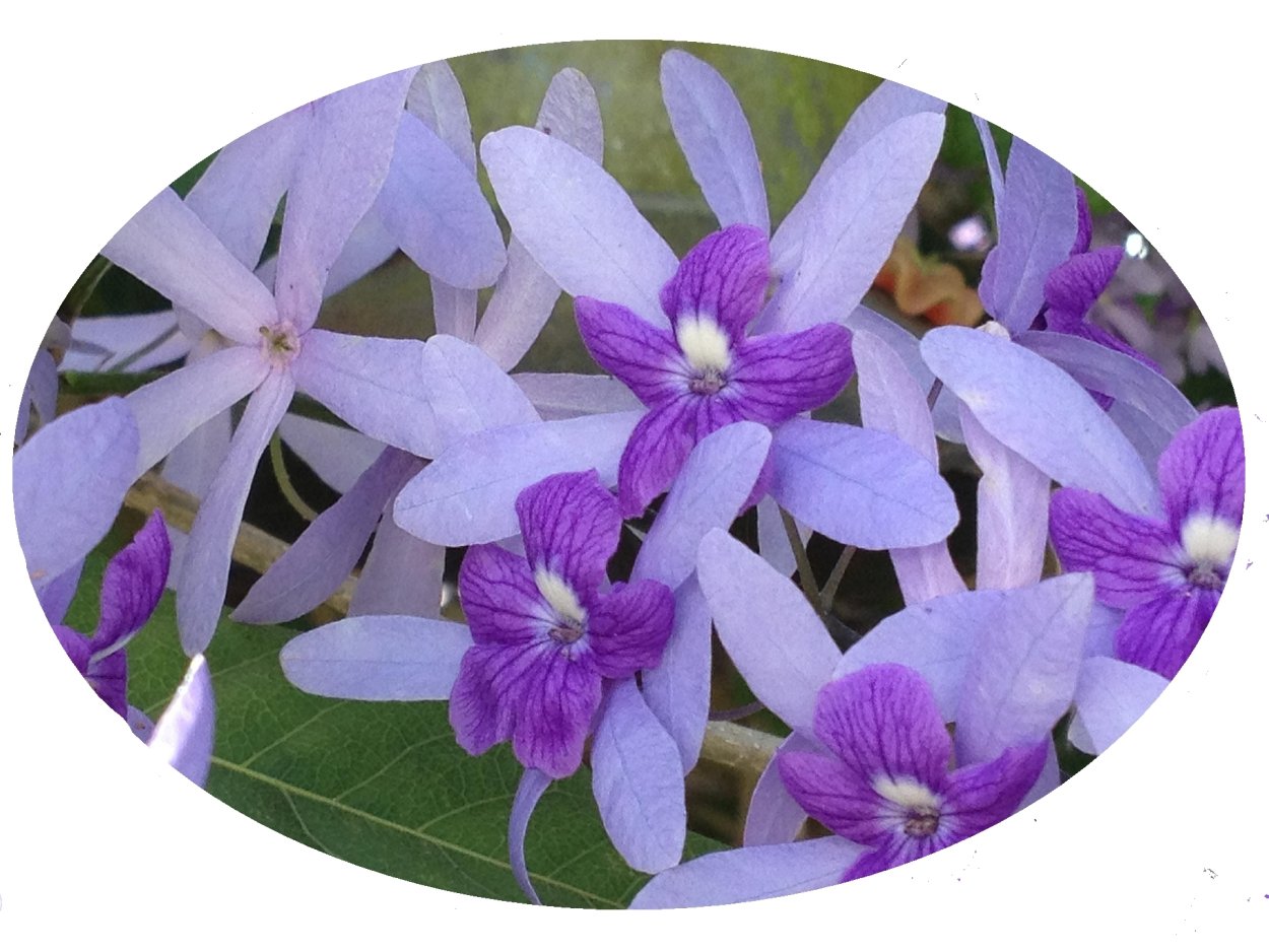 Петрея Волюбилис