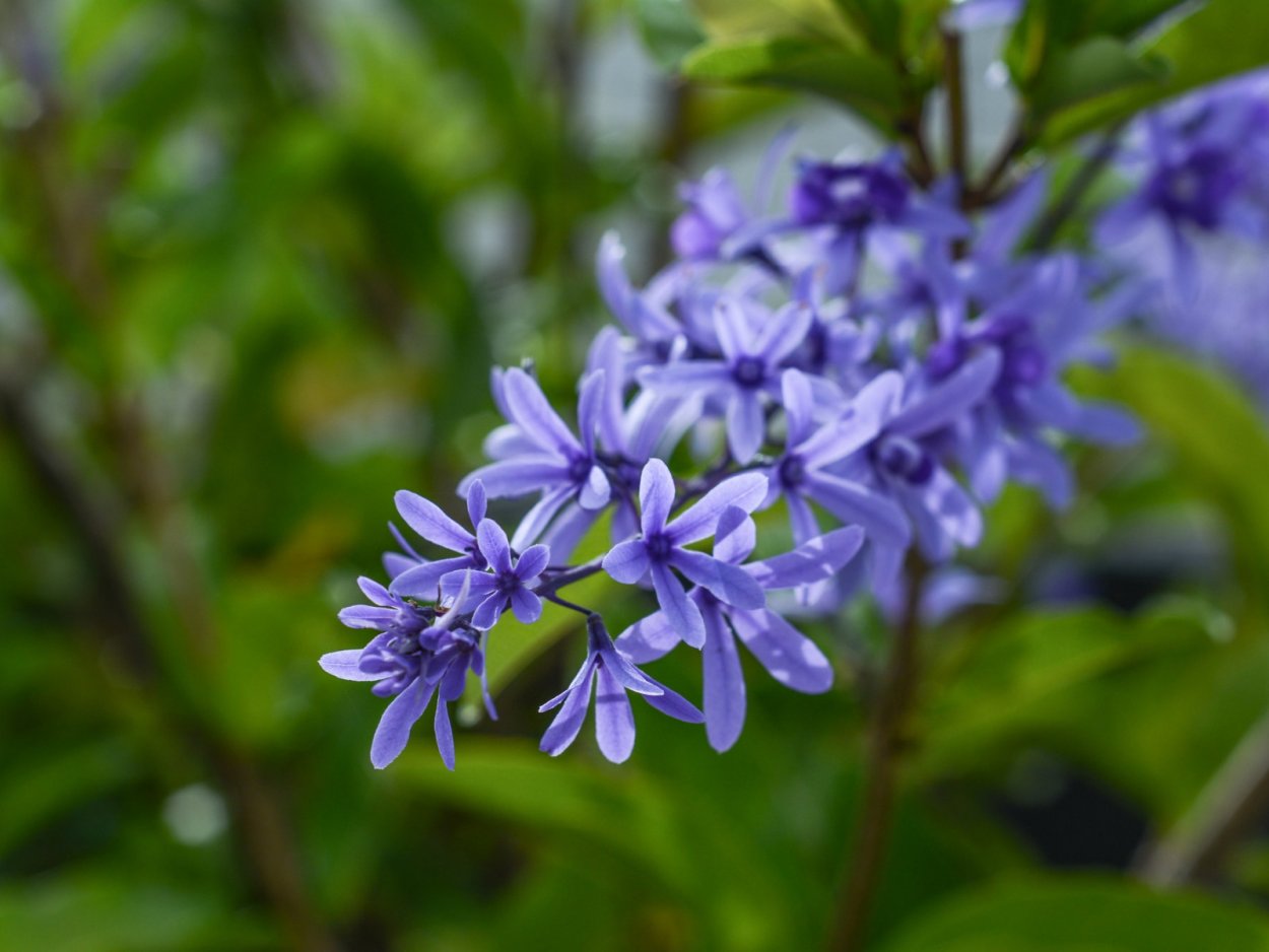 Петрея фото