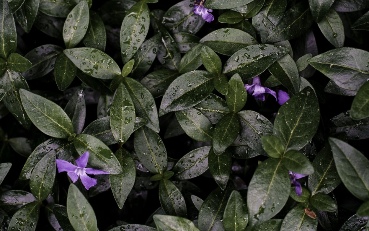 Китайская Лиана Глициния