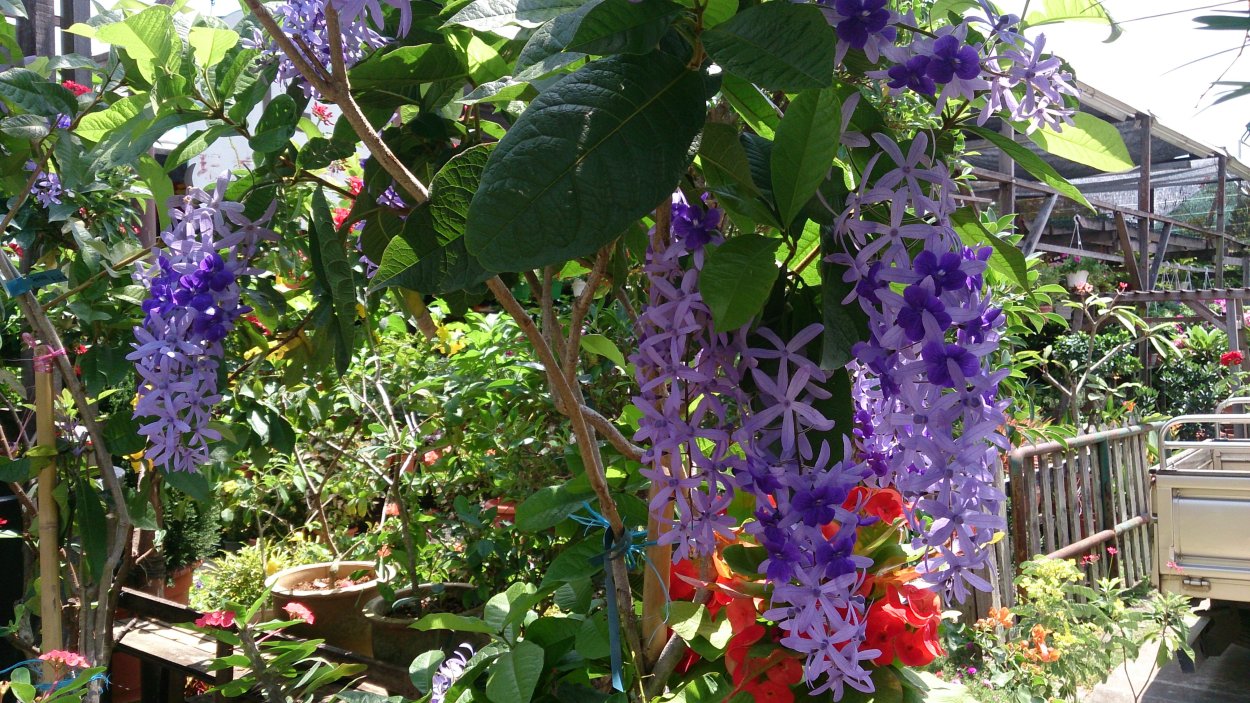 Глициния Синенсис