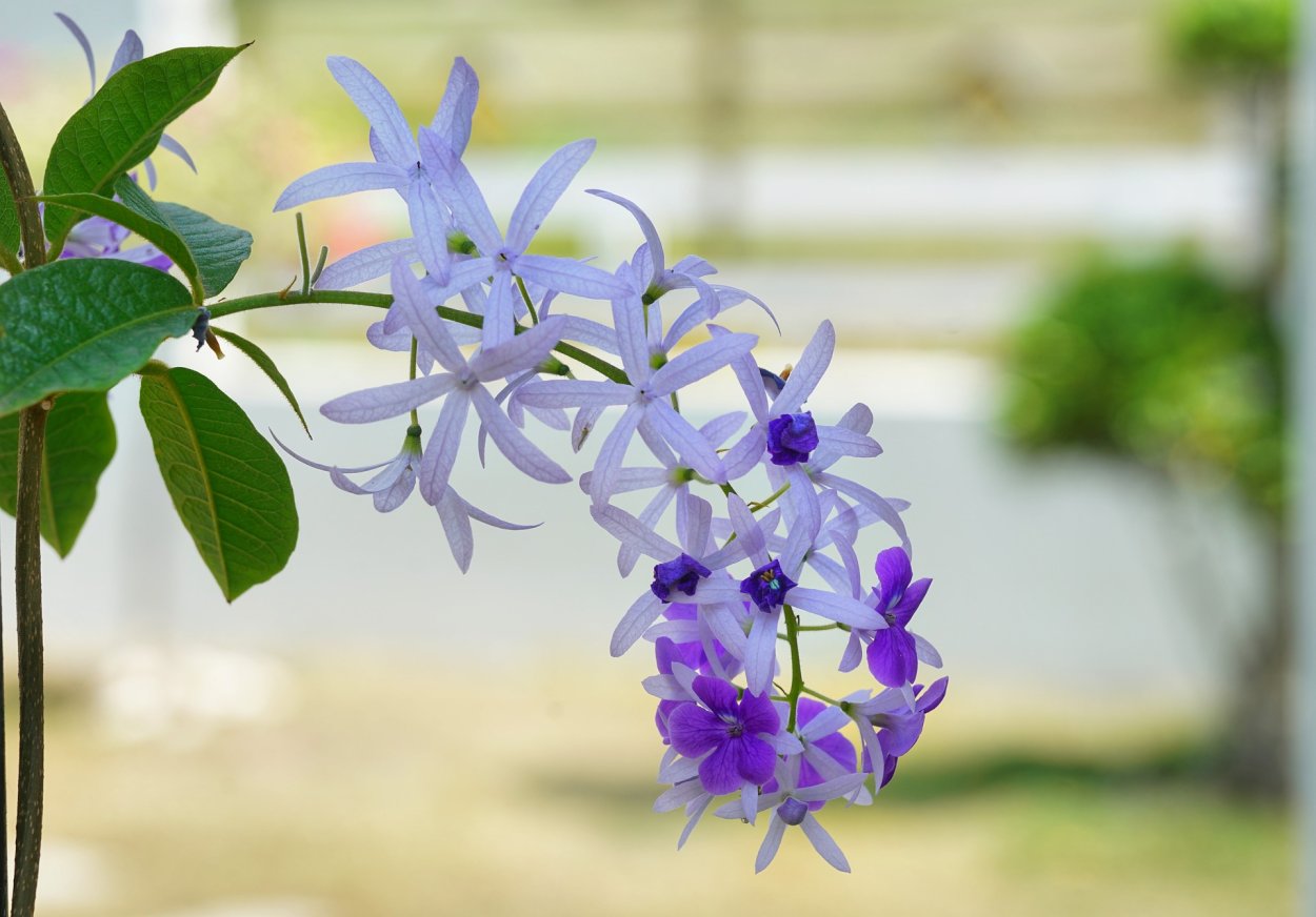 Петрея растение