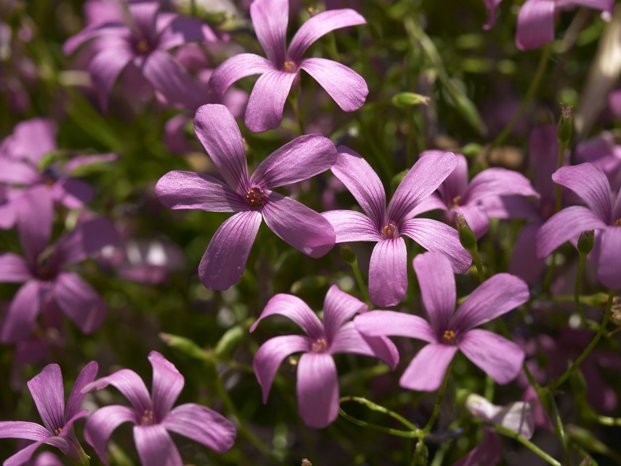 Обои Windows 10 цветы