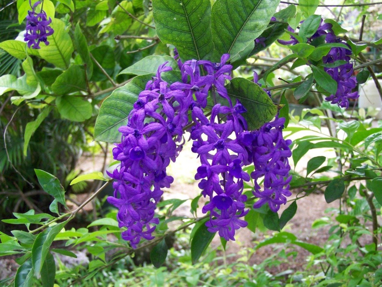 Петрея Volubilis