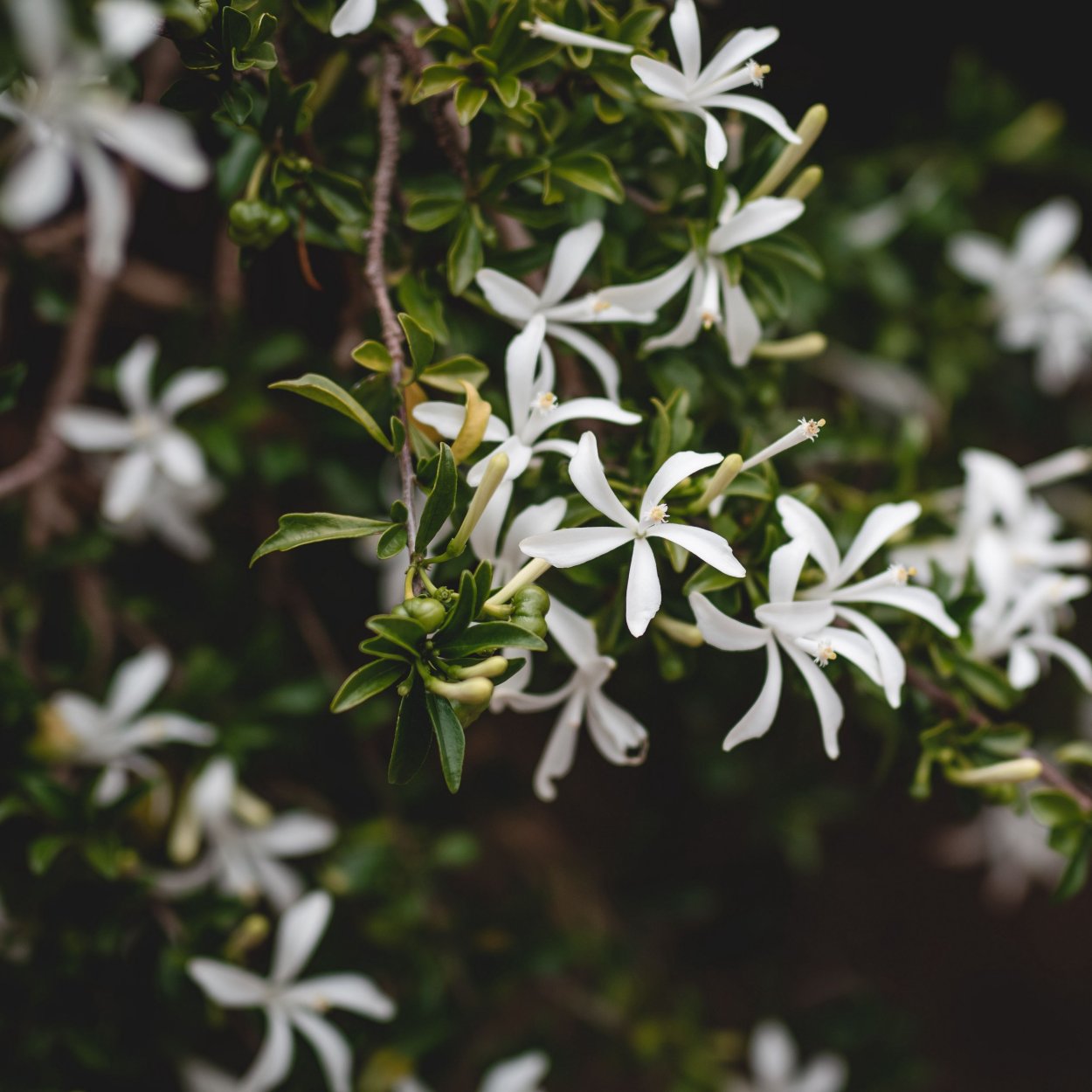 Глициния Лиана