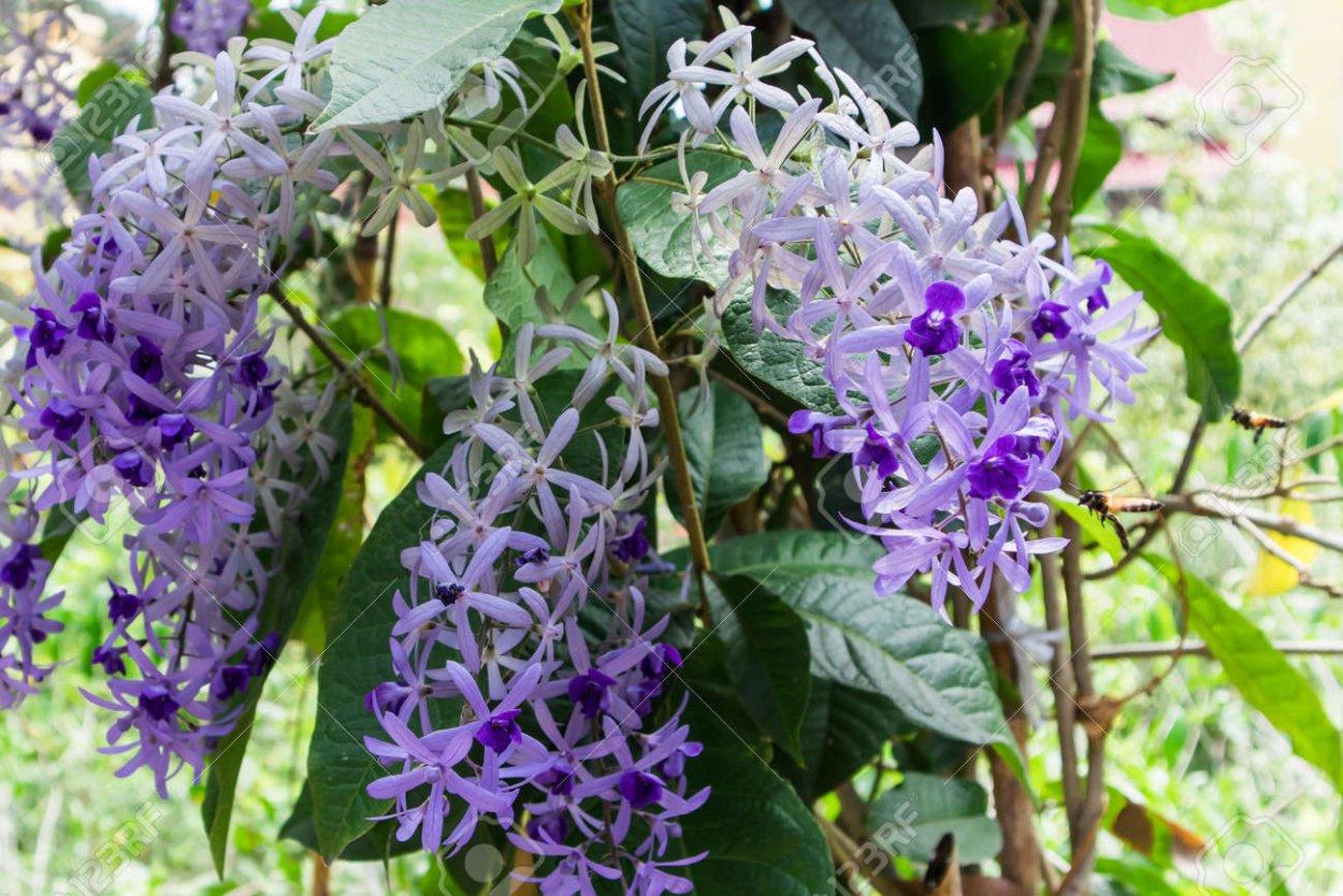 Петрея вьющаяся (Petrea Volubilis