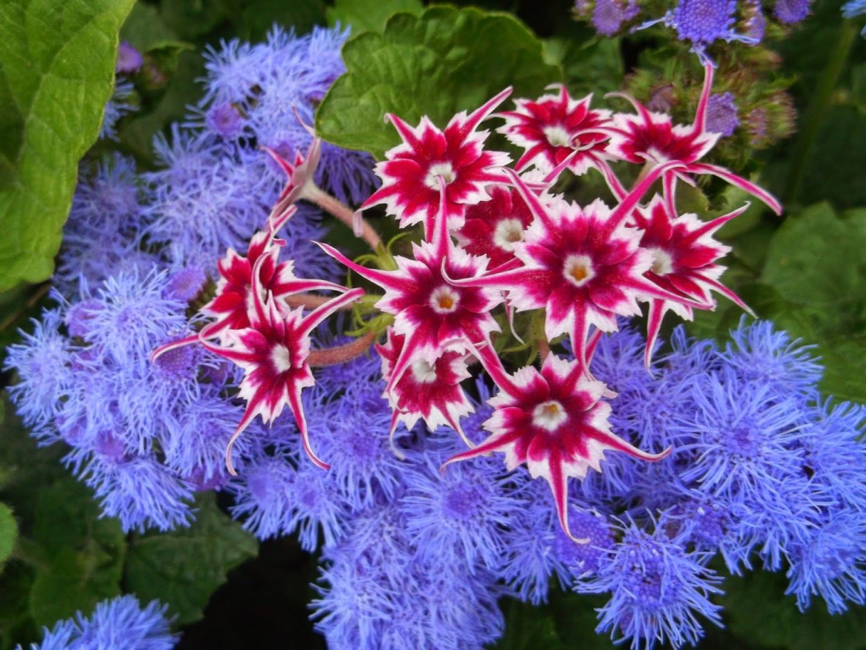 Глициния вьющаяся Лиана