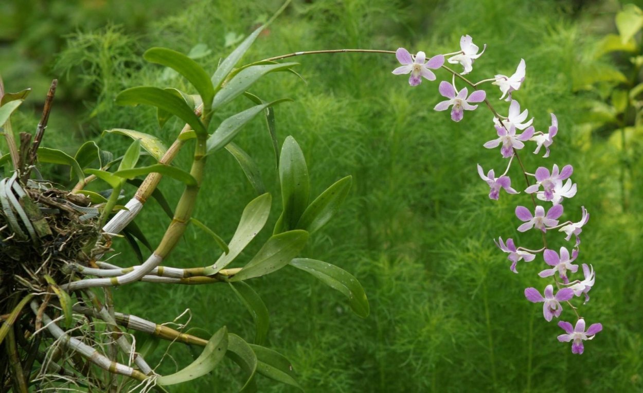 Глициния Вистерия японская